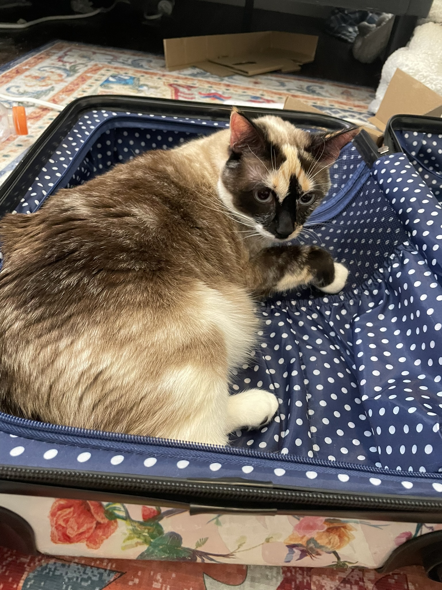 A seal-point calico cat lies inside a polka-dot lined suitcase.